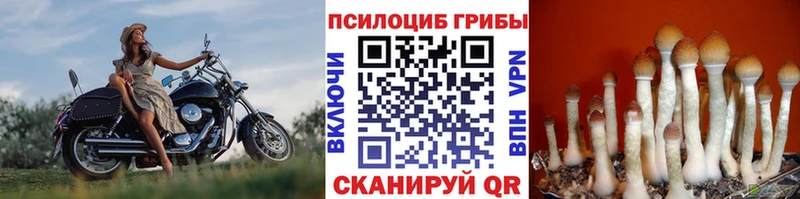 что такое наркотик  mega ССЫЛКА  сайты даркнета официальный сайт  Шадринск  Псилоцибиновые грибы Psilocybe 